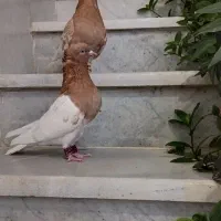 کبوتر کله|پرنده|استهبان, |دیوار