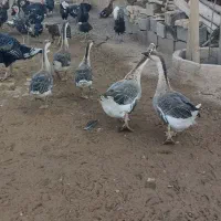 جوجه قوغاز اصیل اوکراینی|حیوانات مزرعه|قزوین, |دیوار