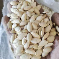 تخم کدو گوشتی و صدفی|عمدهفروشی|اقلید, |دیوار