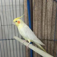 عروس هلندی سخنگو(۱۰کلمه)همراه با قفس و لوازم|پرنده|گلستان (تهران), |دیوار