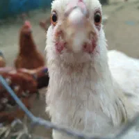 مرغ و خروس گلپایگان ۷ماهه و جوجه سه ماهه