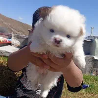 دو عدد پاکوتا جفتی 18میلون