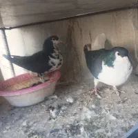 کفتر جفتگاه کرواتی