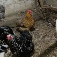 مرغ و خروس کوشین و برهما|حیوانات مزرعه|بابلسر, |دیوار