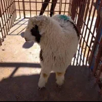 پخش بره. بز و گوسفند 45متری گلشهر