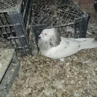 کفتر هم ماده هم نر|پرنده|شیروان (خراسان), |دیوار