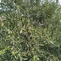 باغ در جیزوان