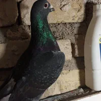 کبوتر پلاکی