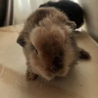 خرگوش لوپ ۲ ماه|موش و خرگوش|علی‌آباد کتول, |دیوار