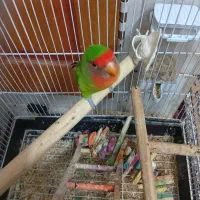 طوطی کوتوله نر