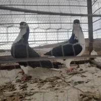 سه تا قلدور هوایی