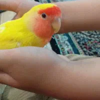 کوتوله صورت هلویی دستی|پرنده|زاهدان, |دیوار