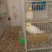 دو جفت عروس هلندی کار داده|پرنده|مشهد, قائم|دیوار