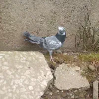 کبوتر|پرنده|رشت, لاکان شهر|دیوار