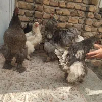 مرغ و خروس برهما