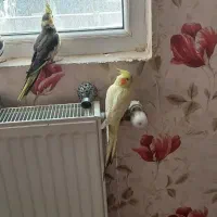 سه عدد عروس هلندی سخنگو