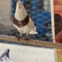 کبوتر کفتر