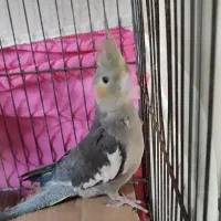 عروس هلندی|پرنده|مشگین شهر, |دیوار