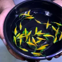 زبرا سوپر باله قیمت عمده ۷هزار