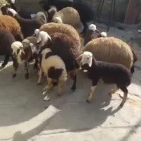 میش بره درجه یک