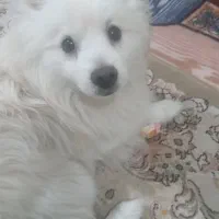 سگ پامر روباهی|سگ|بهارستان, |دیوار