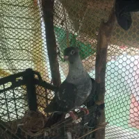 چند کبوتر آس|پرنده|ماسال, |دیوار