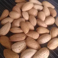 بادام تلخ دیم