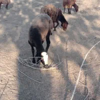 بره ماده افشاری