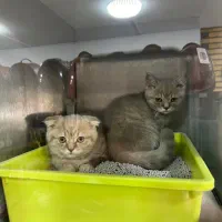 بچه گربه
