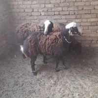 کاوربره