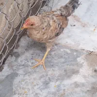 جوجه گلین ۴ ماهه