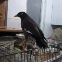 مرغ مینا پاکستانی