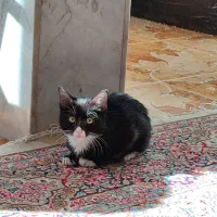 واگذاری رایگان بچه گربه تحتنظرانجمنحمایتازحیوانات|گربه|زاهدان, |دیوار