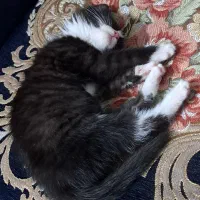 گربه|گربه|مشهد, طبرسی شمالی|دیوار