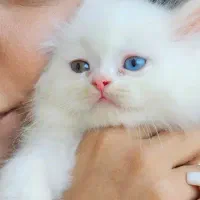 اسکاتیش کوچولو