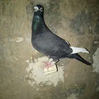 قره سیاه ماده واکسی|پرنده|خواف, |دیوار