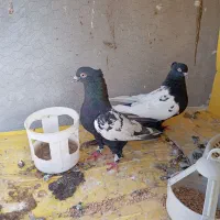کفتر.کبوتر سینه سیاه