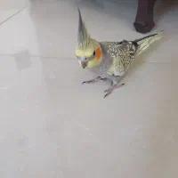 عروس هلندی