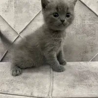 اسکاتیش آنفولد|گربه|اسلامشهر, شهرک واوان|دیوار