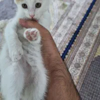 گربه|گربه|اردبیل, |دیوار