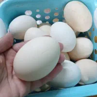 تخم مرغ دوزرده محلی|خوردنی و آشامیدنی|طاهرگوراب, |دیوار