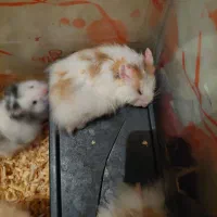 همستر درهمه نژاد سوری کمپل وینتروایت