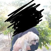 سگ شیتزو فلت ماده