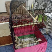 فروش دو جفت عروس هلندی|پرنده|خرمشهر, |دیوار