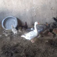 غاز اهلی