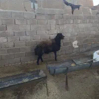 یک راس قوچ و یک بره قوچ درجه یک|حیوانات مزرعه|سبزوار, شرق کال میانی|دیوار