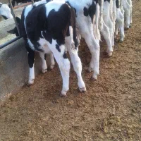 گوساله نژادی|حیوانات مزرعه|جعفرآباد, |دیوار