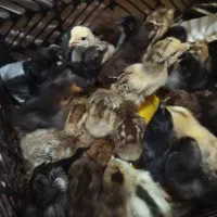 حمیدیه جوجه عرب|حیوانات مزرعه|حمیدیه, |دیوار