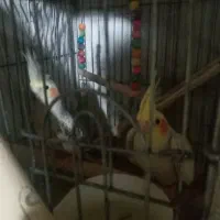 نروماده عروس دستی  خشگل .فروش فوری .بعلت تغیرمکان