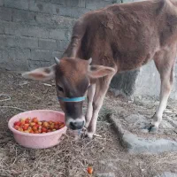 گوساله جرسی